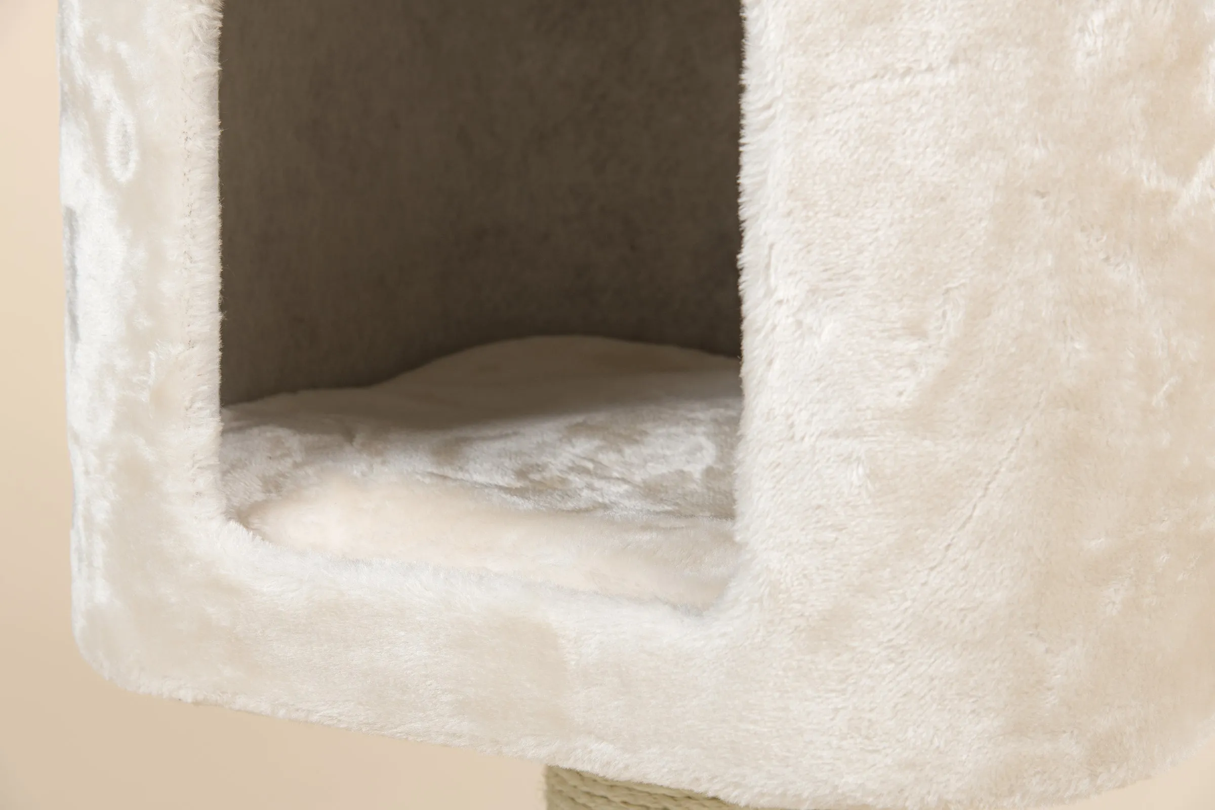 Devon Rex Beige