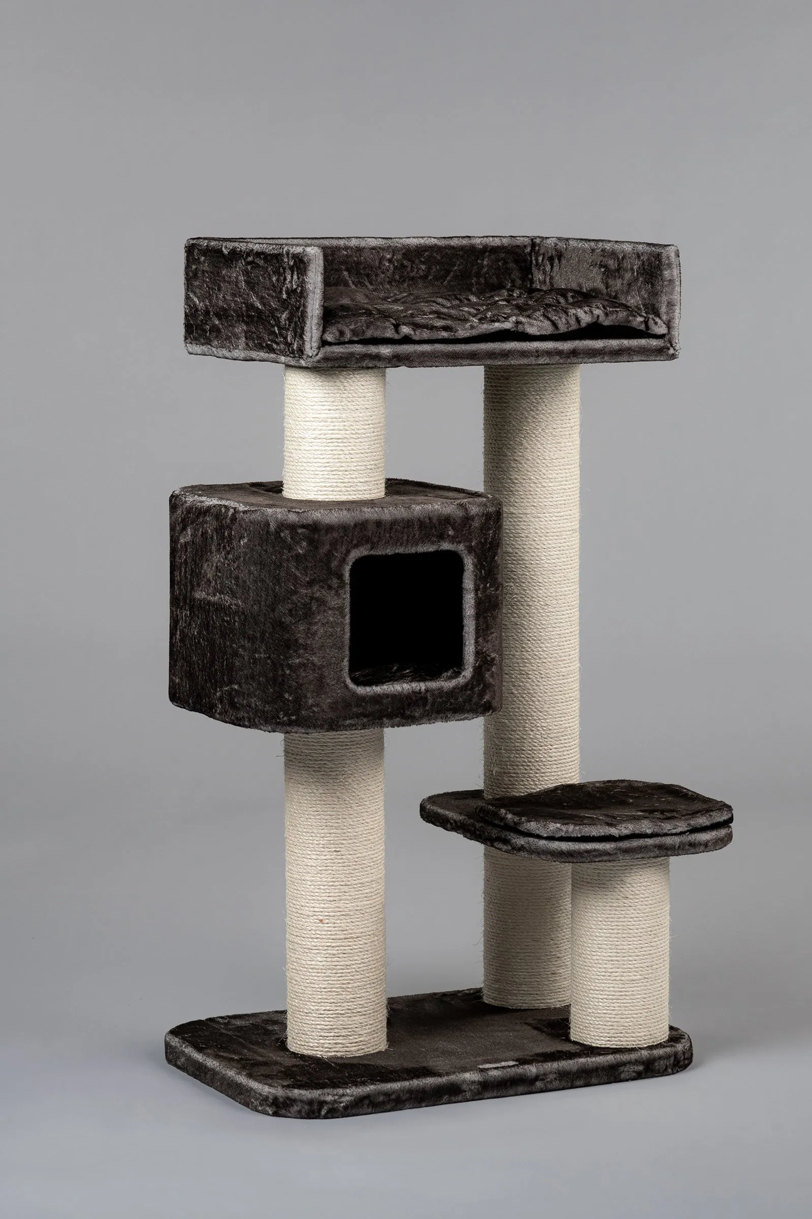 Devon Rex Taupe