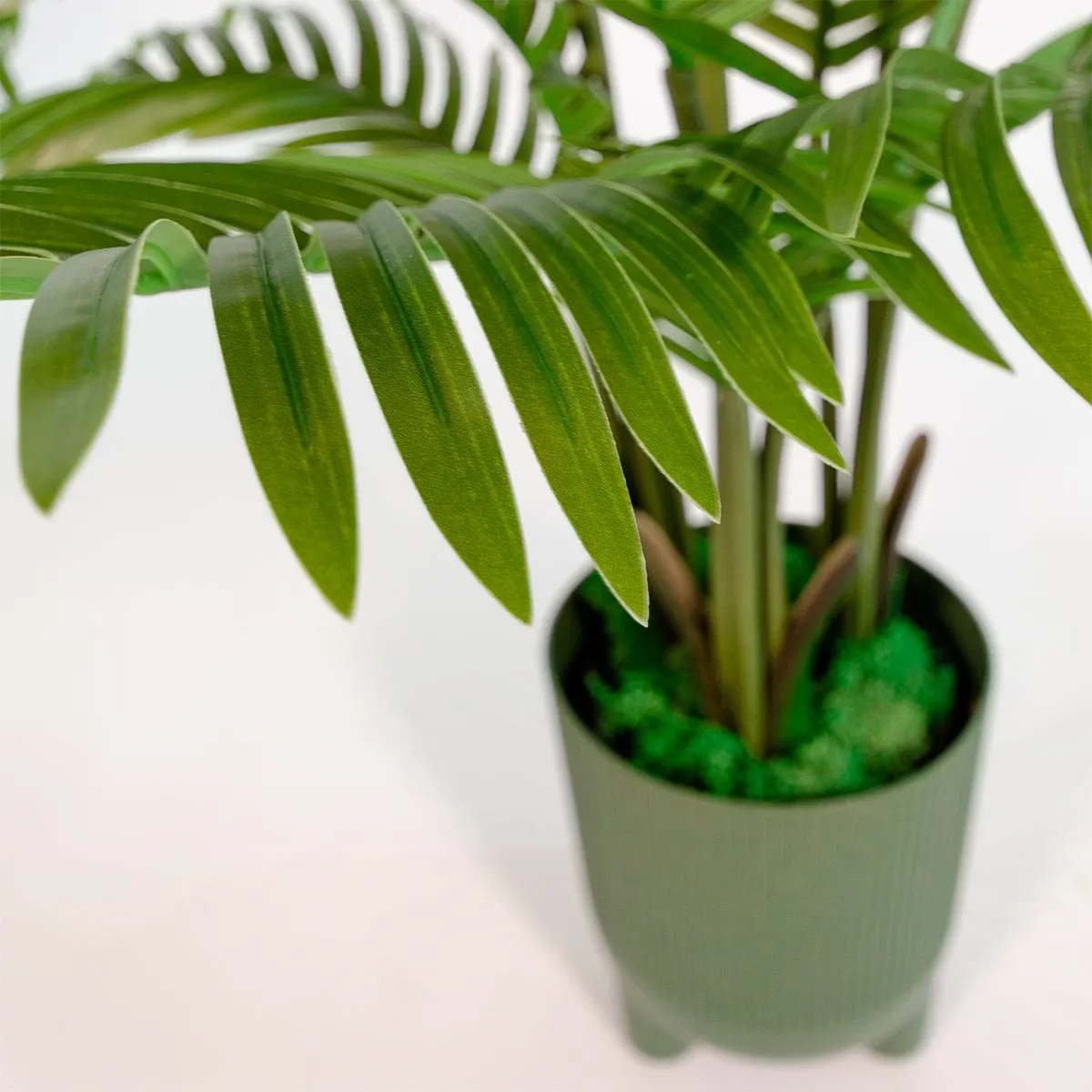 Palmera Areca