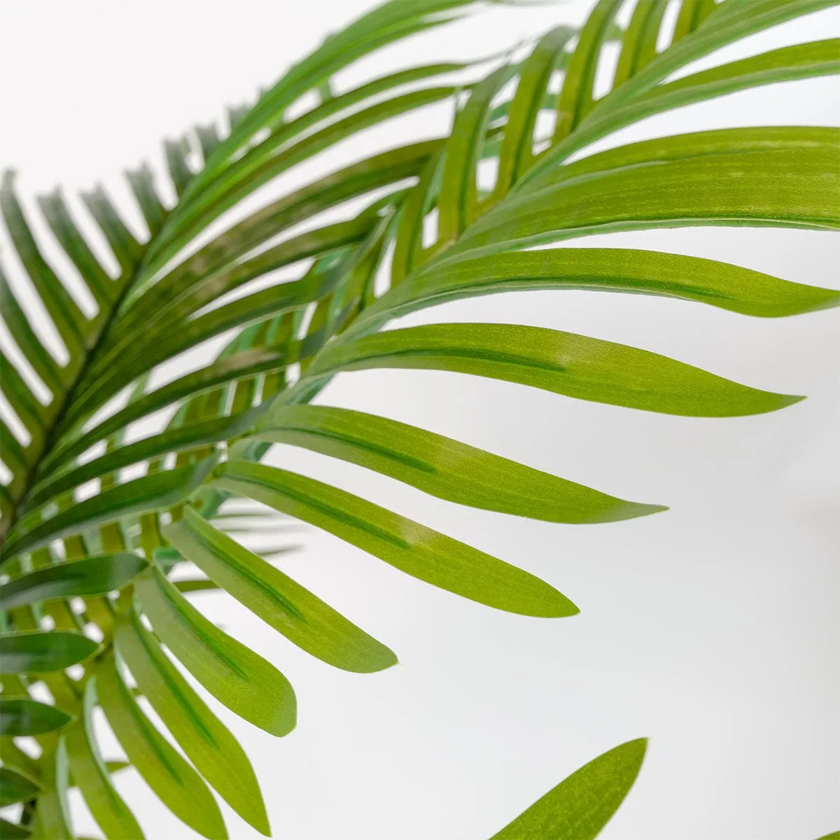 Palmera Areca