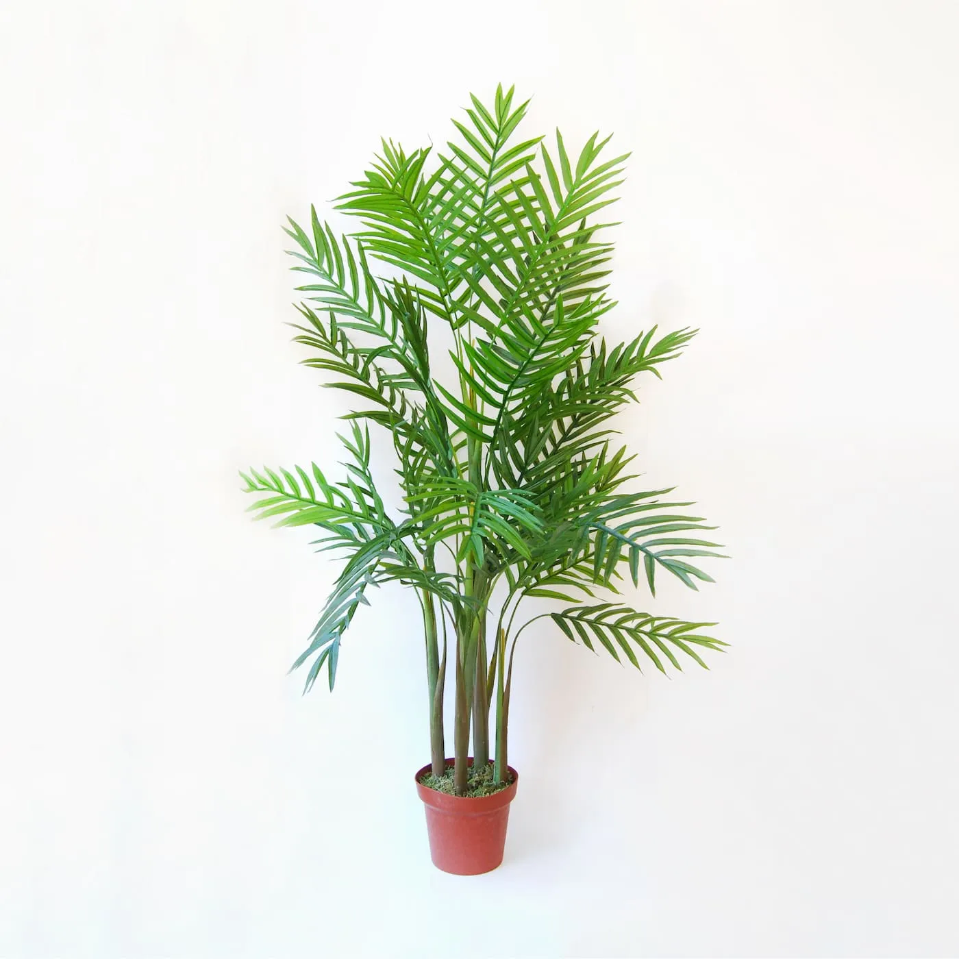 Palmera Areca