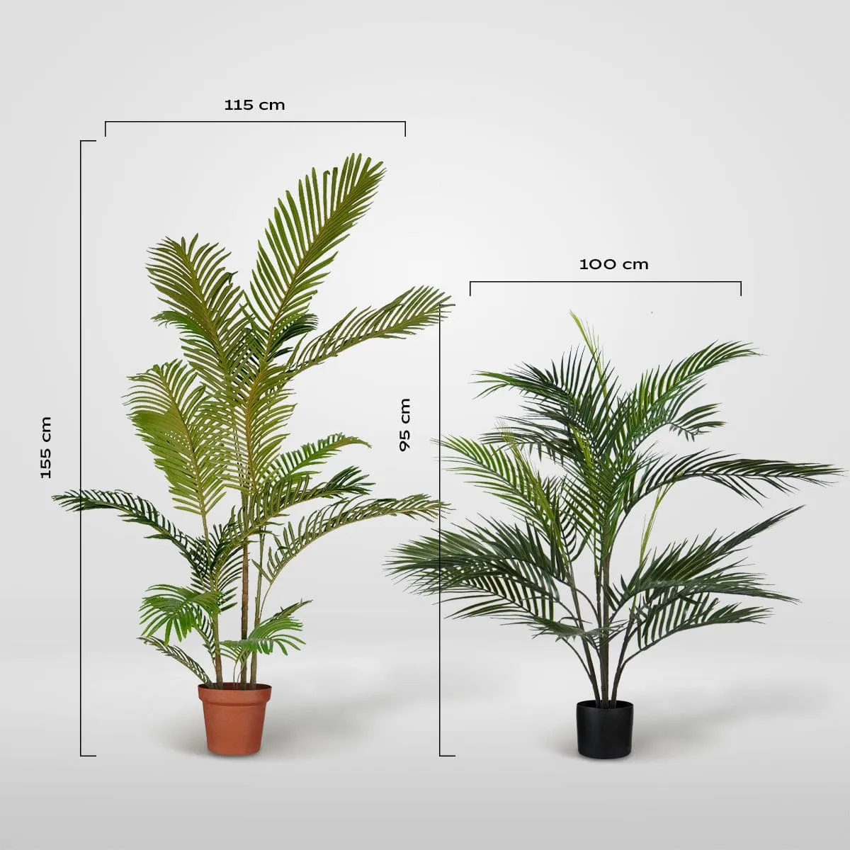 Palmera Areca
