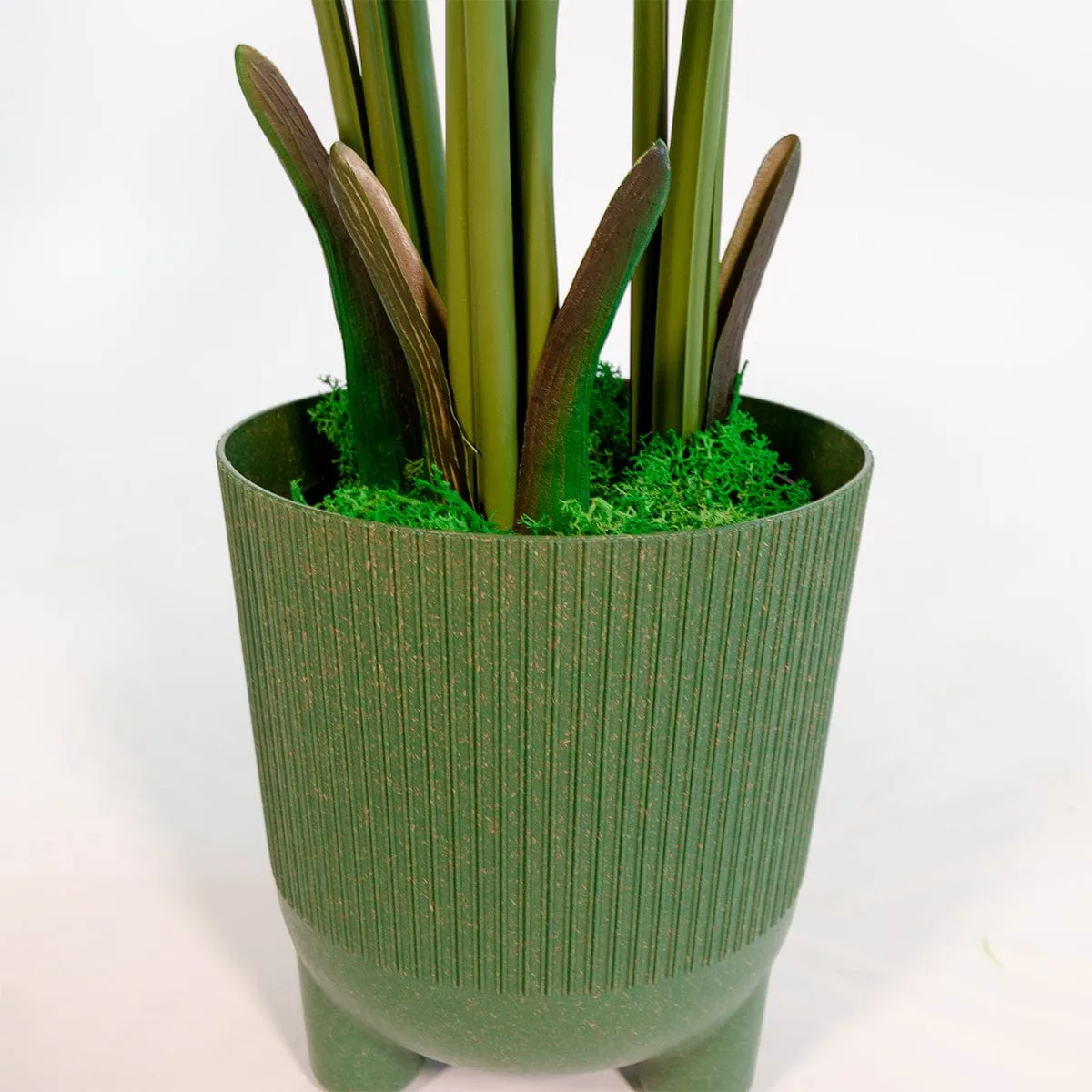Palmera Areca