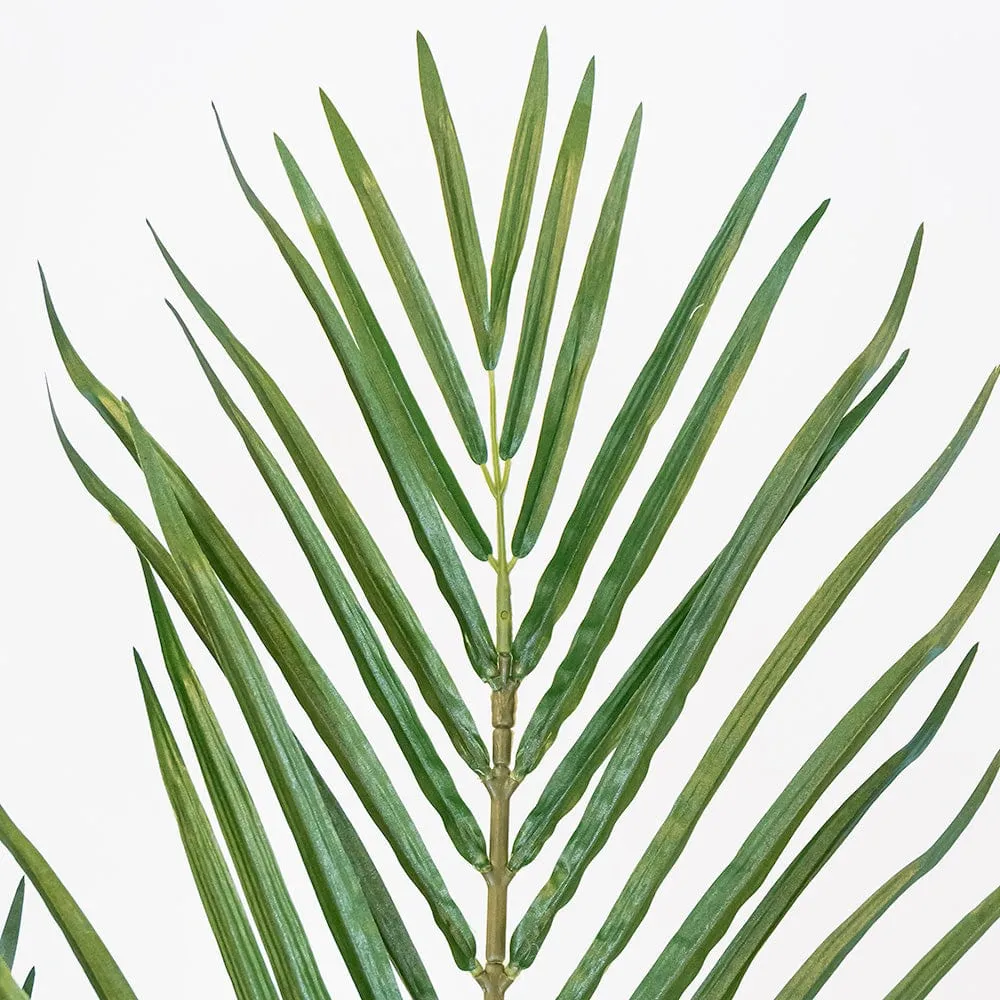 Palmera León